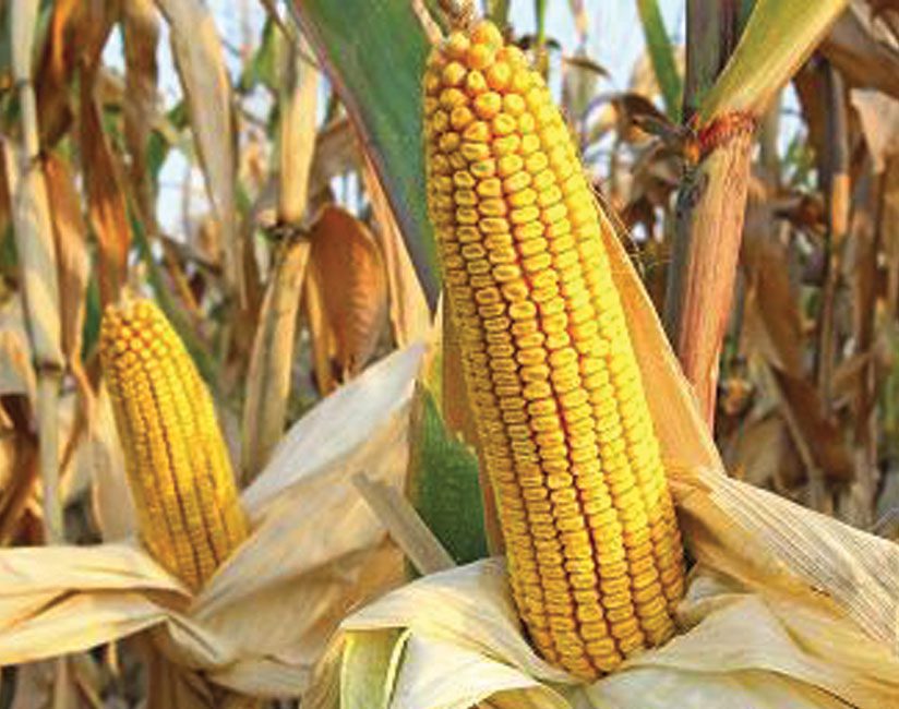 maize