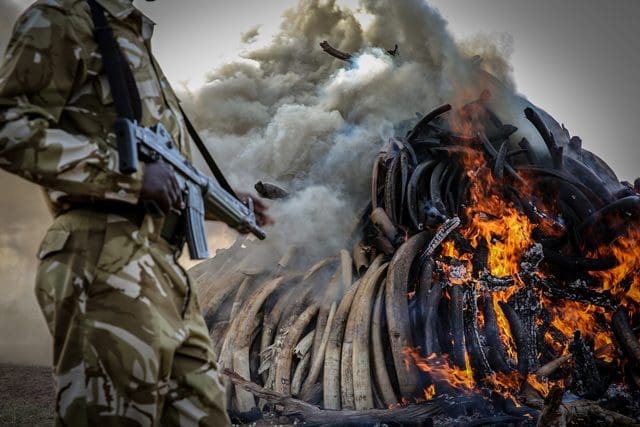 A Kenyan armed ranger stands guard at the site of burning contraband ivory in Nairobi March 3, 2015. (Xinhua/Pan Siwei)