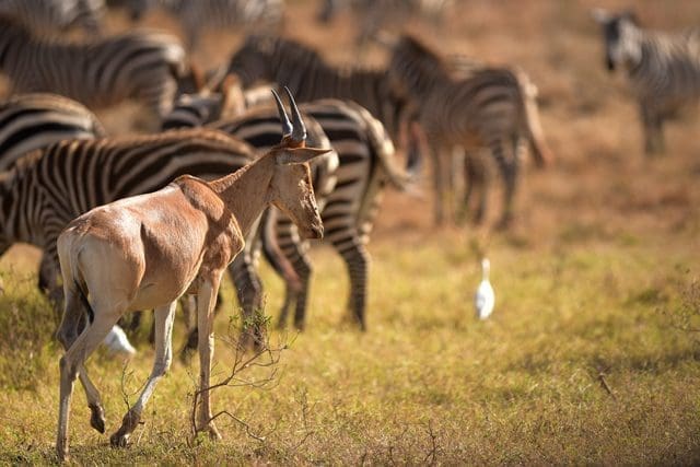 An antelope walks at Kenya's Nairobi National Park in Nairobi, Kenya, March 21, 2015. Kenya's "long rains" season which usually begins in March is unpunctual this year, making both the people and wild animals of this country longing for the coming rains. (Xinhua/Yang Yang)