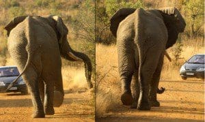 Elephant