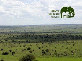 Kenya Wildlife Service