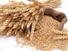 Black Sea grain deal