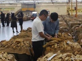 HARARE, March 30, 2016 (Xinhua) -- Traders inspect the packed tobacco leaves as the 2016 sale season begins at the Tobacco Sales Floor in Harare, Zimbabwe, March 30, 2016. The output of tobacco, Zimbabwe's top export earner, is expected to fall by 15 percent to 160 million kg in 2016 after an El-Nino induced drought that has left up to four million people in need of food aid, officials estimate. (Xinhua/Stringer)