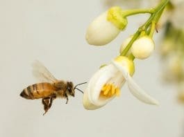 Bees help pollinate around 80 percent of all species of flowering plants, so without them many fruits and vegetables would be unable to reproduce (AFP Photo/Jack Guez)