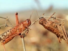 locust