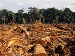 Illegal logging