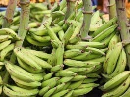 Plantain