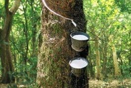rubber tree