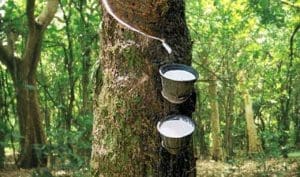 rubber tree