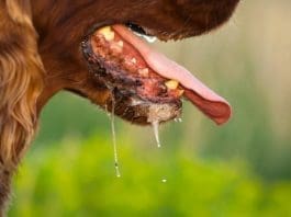 dog