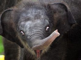 A baby Asian elephant explores the surroundings in the enclosure of Singapore's Night Safari, June 28, 2016. (Xinhua/Then Chih Wey) (zw)