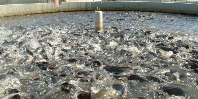 Fish Farming Fish Farming