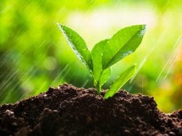 Planting trees
