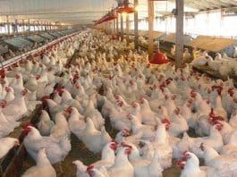 chickens