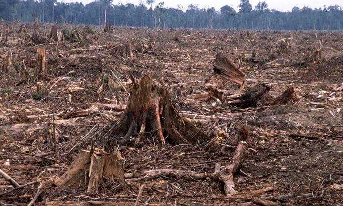 deforestation-causes-HI_104236 deforestation-