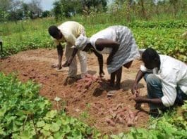 Farming