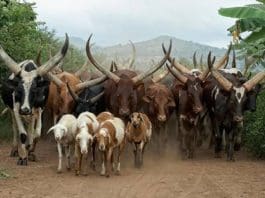 livestock