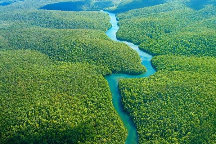 The Amazon