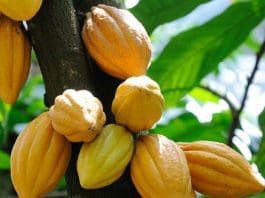 cocoa-plant