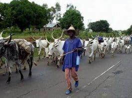 Fulani