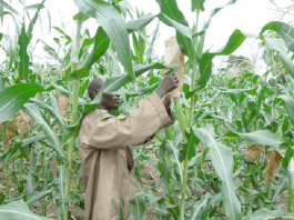 Maize farmer