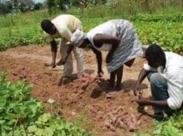 Planting for Food and Jobs