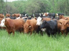 Cattle Ranching