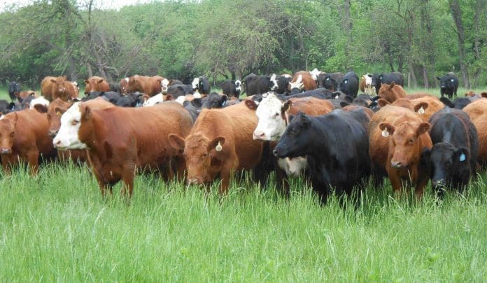 Cattle Ranching