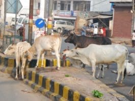 cattle