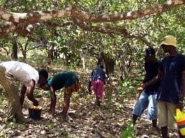 Cashew Farmers