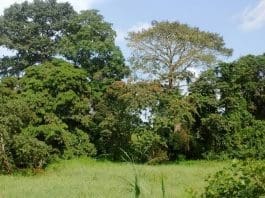 Crown Forest
