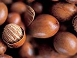 Shea-nuts