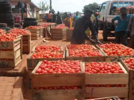 Tomatoes