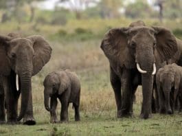 elephants
