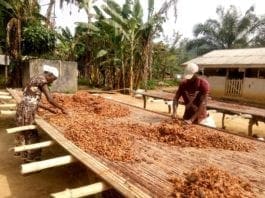 Farmers Drying their cocoa beans in the Eastern Region