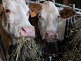 Anthrax infected cattle