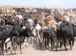 Cows