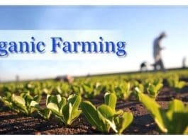 organic farming