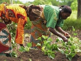 Women farmers