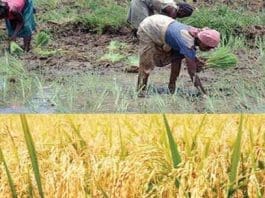 farmers
