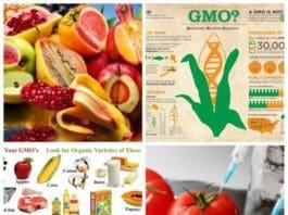 Genetically Modified Organisms (GMOs)