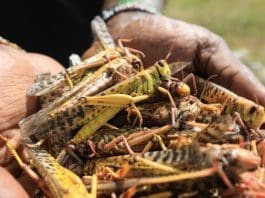 A local tour guide holds a handfull of dead desert locusts after an invasion in Shaba National Reserve in Isiolo, northern Kenya, 16 January 2020 (issued 18 January 2020). Large swarms of desert locusts have been invading northern Kenya for weeks, after having infested some 70,000 hectares of land in Somalia which the United Nations Food and Agriculture Organisation (FAO) has termed the 'worst situation in 25 years' in the Horn of Africa. FAO cautioned on 13 January 2020 that it poses an 'unprecedented threat' to food security and livelihoods in the region. The government is spraying pesticide in the affected areas to battle the insects. EPA/Daniel Irungu