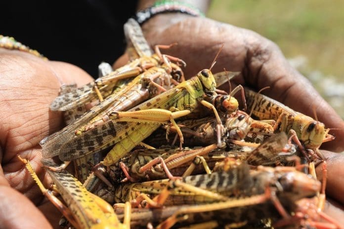 A local tour guide holds a handfull of dead desert locusts after an invasion in Shaba National Reserve in Isiolo, northern Kenya, 16 January 2020 (issued 18 January 2020). Large swarms of desert locusts have been invading northern Kenya for weeks, after having infested some 70,000 hectares of land in Somalia which the United Nations Food and Agriculture Organisation (FAO) has termed the 'worst situation in 25 years' in the Horn of Africa. FAO cautioned on 13 January 2020 that it poses an 'unprecedented threat' to food security and livelihoods in the region. The government is spraying pesticide in the affected areas to battle the insects. EPA/Daniel Irungu