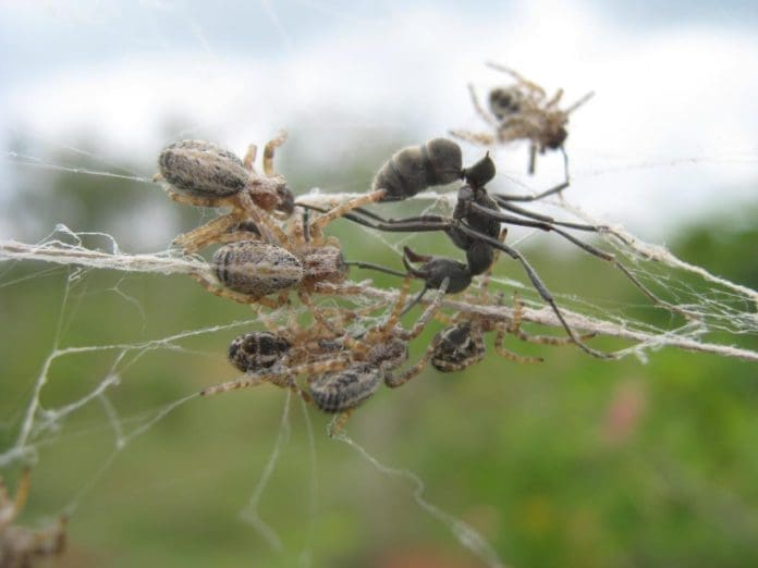 spiders