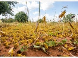 NAIROBI, June 19, 2020 (Xinhua) -- A swarm of desert locusts invade parts of Mwingi Town in Kitui County, Kenya, Feb. 20, 2020. (Xinhua/Zhang Yu)