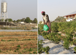 Solar Powered Irrigation