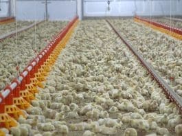 poultry
