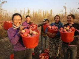 Farmers from Qapqal Xibe autonomous county, northwest China's Xinjiang Uygur autonomous region, pick apples after a bumper harvest, Oct. 22, 2020. (Photo by Hua Yanming/People's Daily Online)