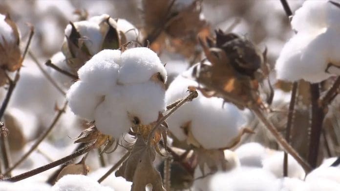 cotton