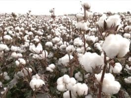 cotton